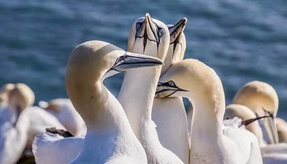 DirectX修复工具 V4.2 绿色增强版