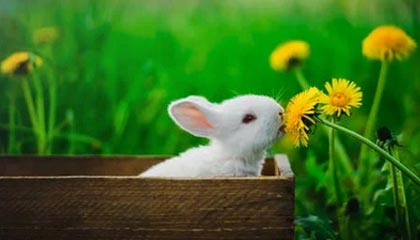 PandaOCR(OCR识别&翻译) v2.72